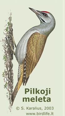 paukstis1