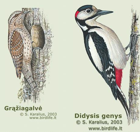 paukstis5